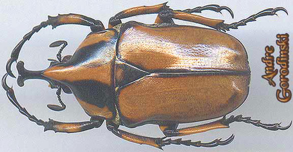 http://www.gorodinski.ru/cetoniidae/Neophaedimus auzouxi.jpg
